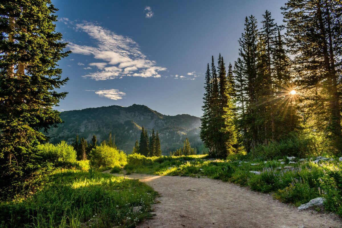 Une photographie de nature